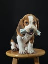 Cute Beagle dog puppy Royalty Free Stock Photo