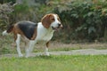 Cute Beagle dog puppy Royalty Free Stock Photo