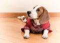 Cute Beagle dog puppy Royalty Free Stock Photo