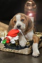 Cute Beagle dog puppy Xmas Royalty Free Stock Photo