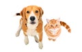 Cute Beagle dog and red kitten Scottish Straight sitting together, top view Royalty Free Stock Photo