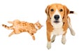 Cute Beagle dog and red kitten Scottish Straight together, top view Royalty Free Stock Photo