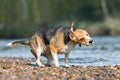 Cute Beagle dog shaking the wet fur Royalty Free Stock Photo