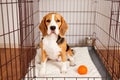 The beagle dog is sitting in a cage.