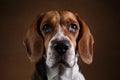 Cute Beagle dog standing against brown background Royalty Free Stock Photo