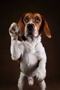 Cute beagle dog standing against brown background Royalty Free Stock Photo