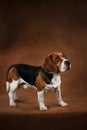 Cute Beagle dog standing against brown background Royalty Free Stock Photo