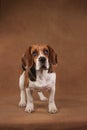 Cute Beagle dog standing against brown background Royalty Free Stock Photo