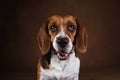 Cute Beagle dog standing against brown background Royalty Free Stock Photo