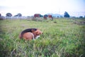 A cute  beagle dog is sunbathing by lying on the grass field Royalty Free Stock Photo