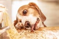 Cute beagle with food in the kitchen Royalty Free Stock Photo