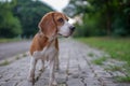 A cute beagle dog walk and run in the footpath in the park and look for something Royalty Free Stock Photo