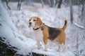 Cute Beagle dog on a walk