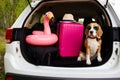 Cute beagle dog wearing sunglasses is sitting in the trunk of a car. Royalty Free Stock Photo