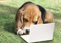 Cute beagle dog working on a laptop