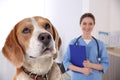 Beagle dog and young veterinarian in office