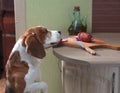 Cute Beagle eats smoked sausage. Royalty Free Stock Photo