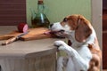 Cute Beagle eats smoked sausage. Royalty Free Stock Photo