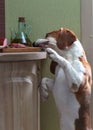 Cute Beagle eats smoked sausage. Royalty Free Stock Photo