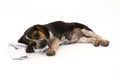 Cute Beagle Laying Down Royalty Free Stock Photo