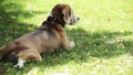 Cute beagle lies in grass in the shadow of a tree on a hot day