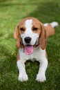 Cute beagle puppy Royalty Free Stock Photo