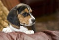 Cute Beagle Puppy Royalty Free Stock Photo