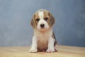 Cute beagle puppy in action