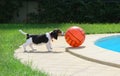 Cute Beagle puppy Royalty Free Stock Photo