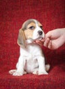 Cute beagle puppy with a chin raised by human hand on red background