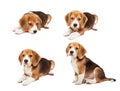 Cute beagle puppy Royalty Free Stock Photo