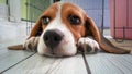 cute beagle puppy dog Royalty Free Stock Photo