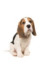 Cute beagle puppy dog sitting leaning forward Royalty Free Stock Photo