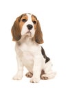 Cute beagle puppy dog sitting Royalty Free Stock Photo