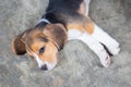 Cute beagle puppy dog sleeping on the floor. Royalty Free Stock Photo