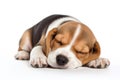 Cute Beagle puppy dog sleepy isolated on white background. Generative ai