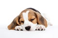 Cute Beagle puppy dog sleepy isolated on white background. Generative ai