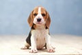 Cute beagle puppy dog