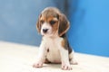 Cute beagle puppy dog Royalty Free Stock Photo