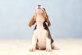 Cute beagle puppy dog Royalty Free Stock Photo