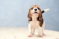 Cute beagle puppy dog