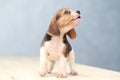 Cute beagle puppy dog Royalty Free Stock Photo