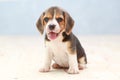 Cute beagle puppy dog Royalty Free Stock Photo