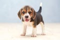 Cute beagle puppy dog Royalty Free Stock Photo