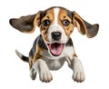 Cute beagle puppy jumping. Playful dog cut out at background