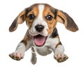 Cute beagle puppy jumping. Playful dog cut out at background