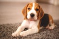 Cute beagle puppy lies on the carpet