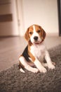 Cute beagle puppy lies on the carpet