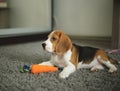 Cute beagle puppy lies on the carpet in the room