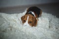 Cute beagle puppy lies on the carpet in the room